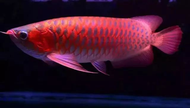 赤血紅龍魚圖片高清圖大全