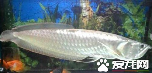 紅龍魚金龍魚銀龍魚可以混養嗎（從理論上講，紅龍魚、金龍魚和銀龍魚可以混養嗎）