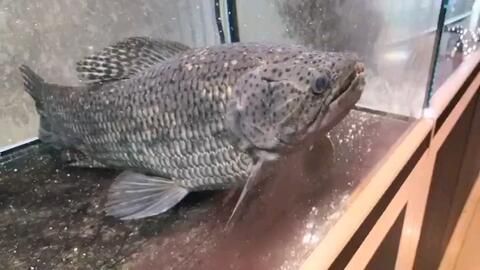 星點龍魚日常飲食搭配：星點龍魚的日常飲食搭配