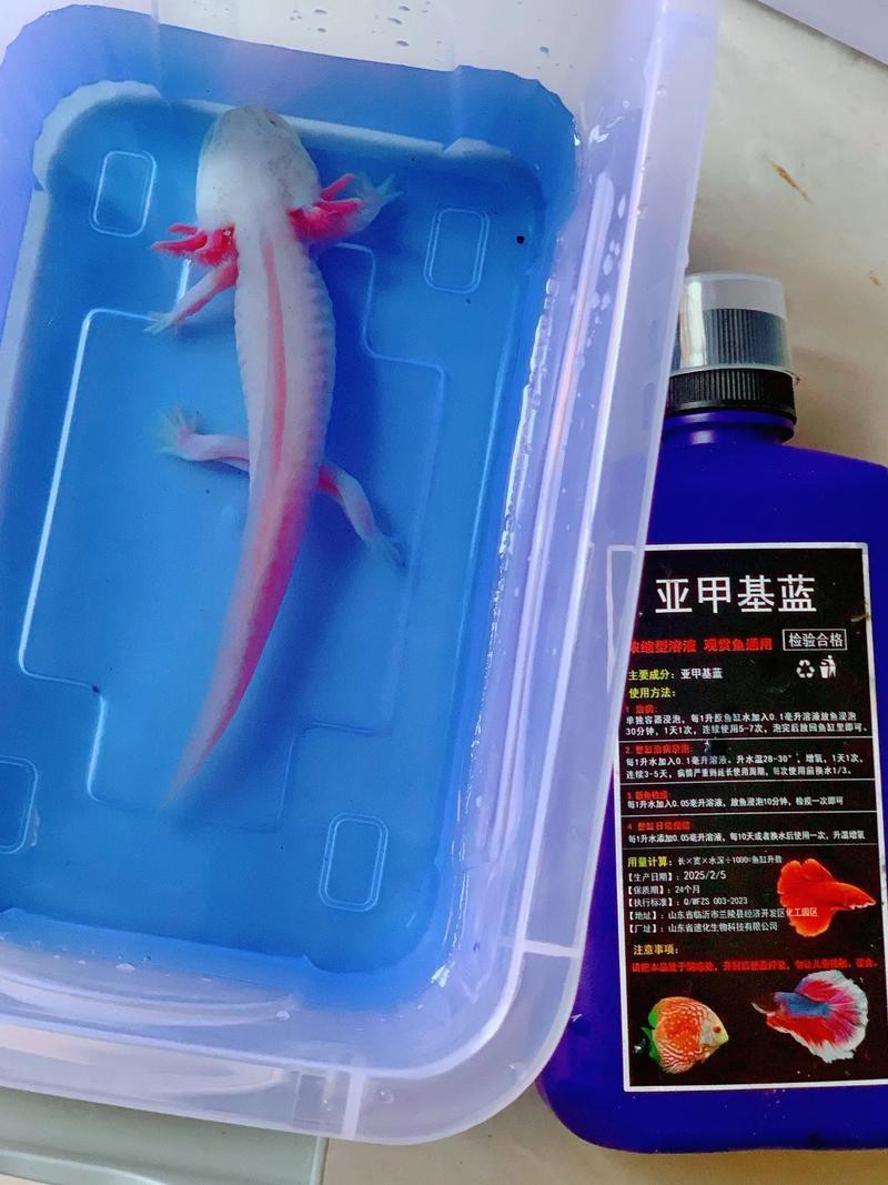 恐龍魚(yú)發(fā)白