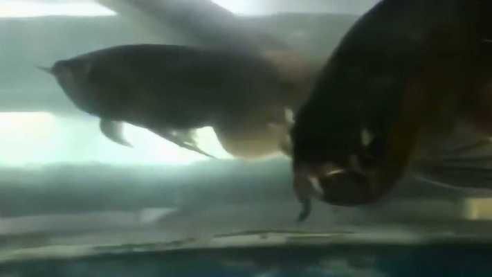 極品金龍魚什么價格啊（極品金龍魚品相鑒定標準介紹極品金龍魚價格波動較大）