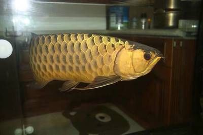 國內龍魚繁殖第一人：世界上第一個成功人工繁殖金龍魚的人