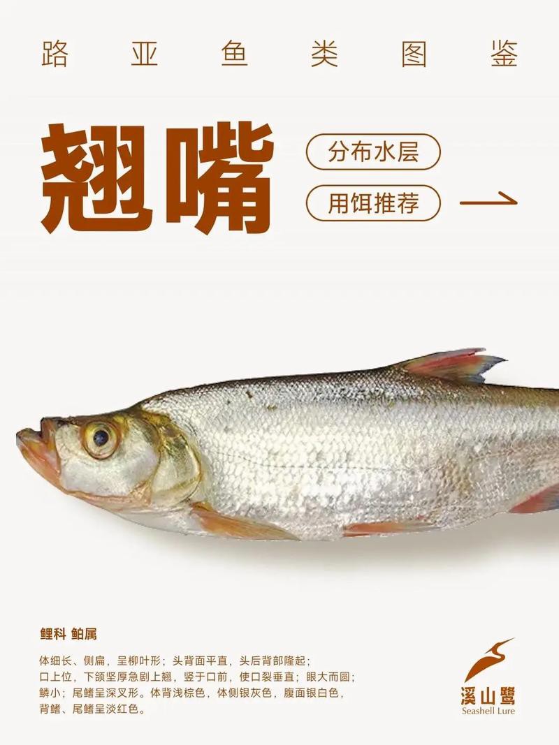金龍魚翹嘴圖片大全大圖欣賞