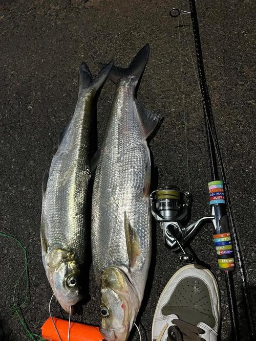 金龍魚翹嘴圖片大全大圖欣賞