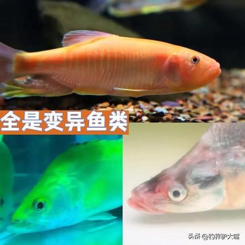 金龍魚翹嘴圖片大全大圖欣賞