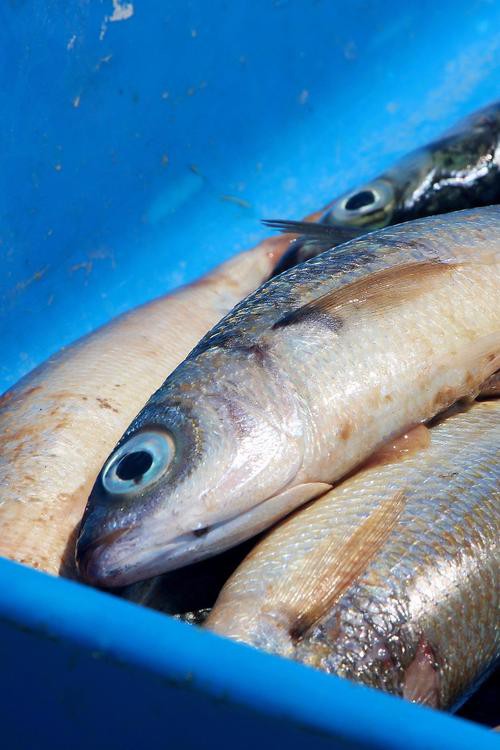 金龍魚翹嘴圖片大全大圖欣賞