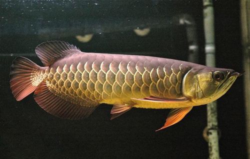 金龍魚翹嘴圖片大全大圖欣賞