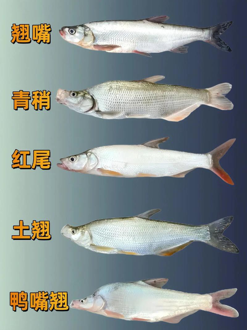 金龍魚翹嘴圖片大全大圖欣賞