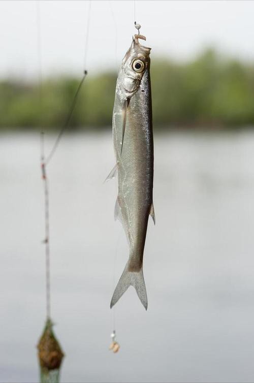 金龍魚翹嘴圖片大全大圖欣賞