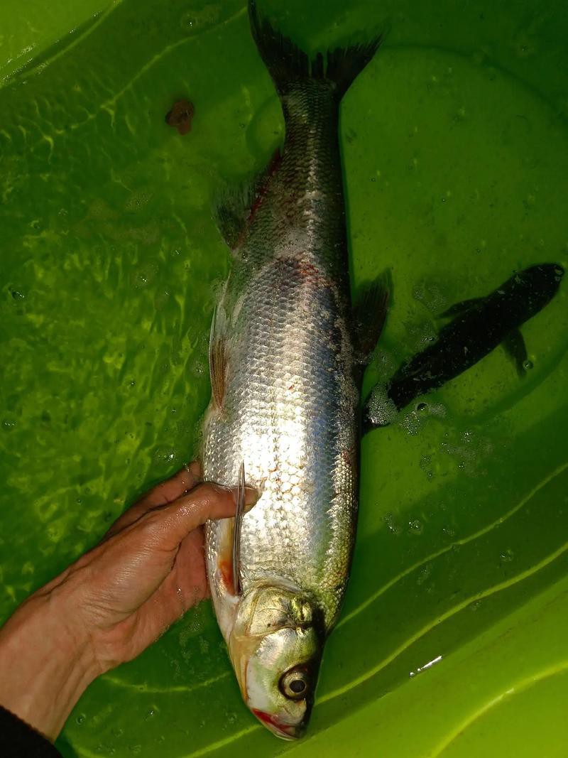 金龍魚翹嘴圖片大全大圖欣賞