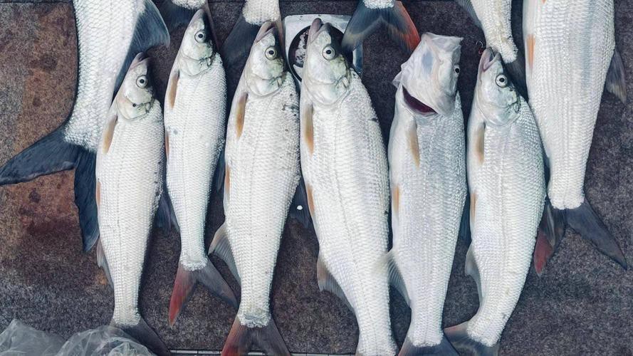 金龍魚翹嘴圖片大全大圖欣賞