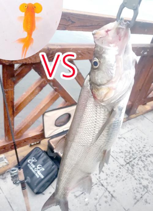 金龍魚翹嘴圖片大全大圖欣賞