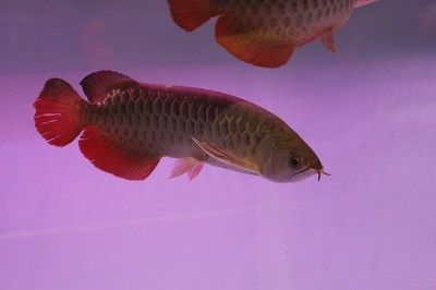 飼養龍魚時應該保持水質的ph值在6.5之間：飼養龍魚時應保持水質的ph值在6.5之間
