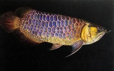 怎樣區分金龍魚好壞？（如何鑒別金龍魚的好壞？）