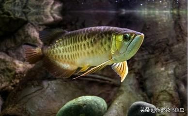 金龍魚吃食：金龍魚吃什么