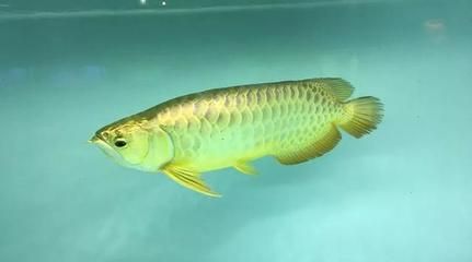 金龍魚吃食：金龍魚吃什么