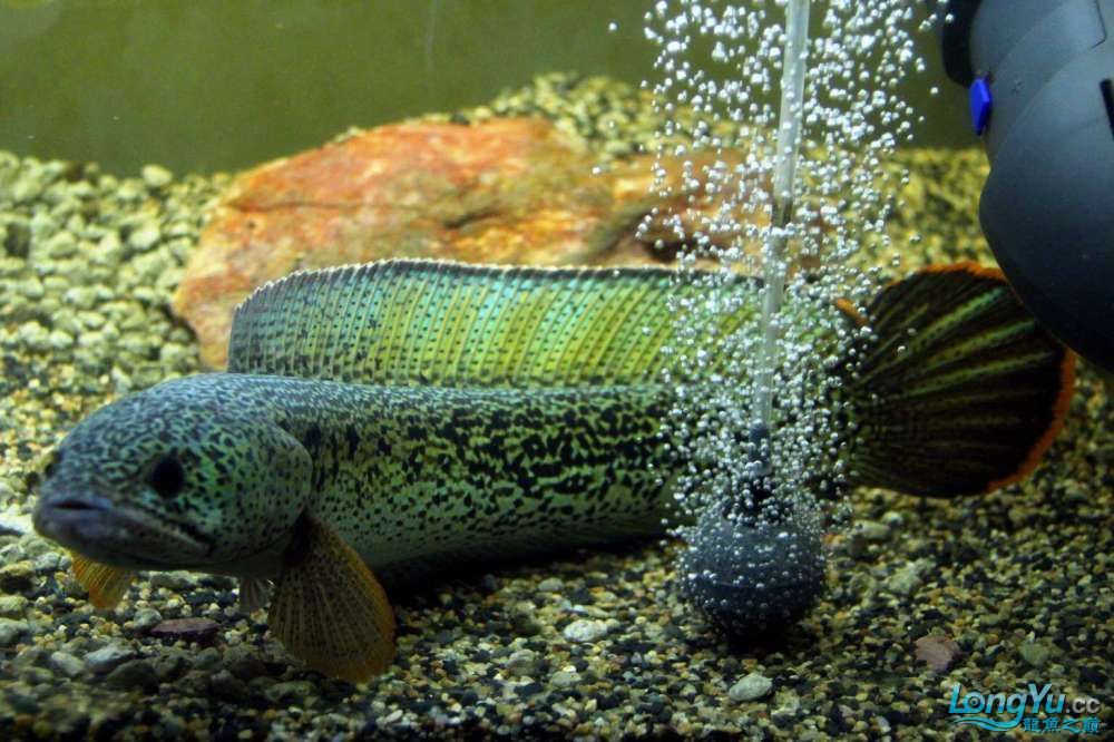 龍魚和虎魚打架加配魚（龍魚和虎魚打架時加入配魚的注意事項）