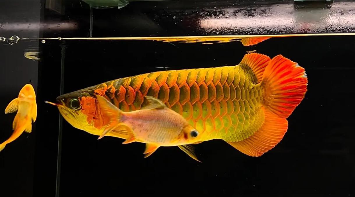 紅龍魚為什么這么貴啊圖片欣賞