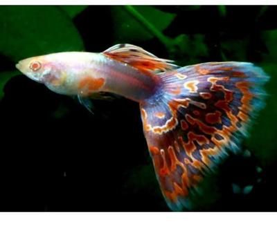 什么魚可以跟龍魚混養一起：龍魚混養的注意事項