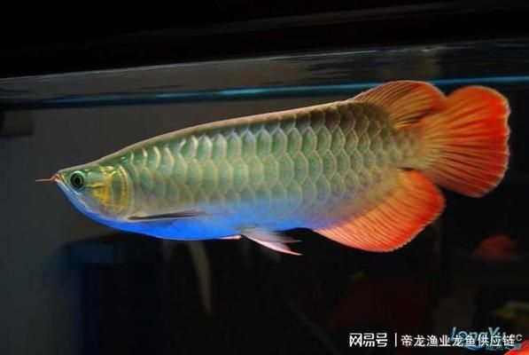 紅龍魚品種鑒別方法有哪些：紅龍魚體色變化原因