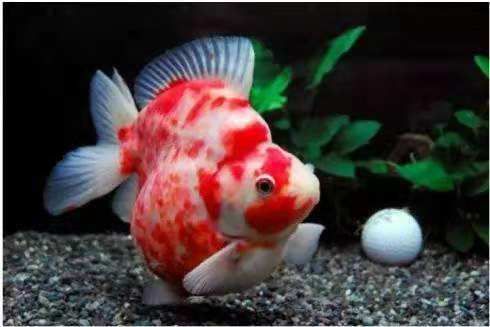 龍魚不吃能活多久呀：龍魚不吃能活多久?