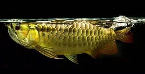 龍魚不吃能活多久呀：龍魚不吃能活多久?
