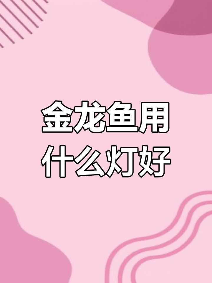 金龍魚用什么燈照比較好 龍魚百科 第4張 金龍魚用什么燈照比較好 金龍魚用什么燈照比較好 龍魚百科 第4張