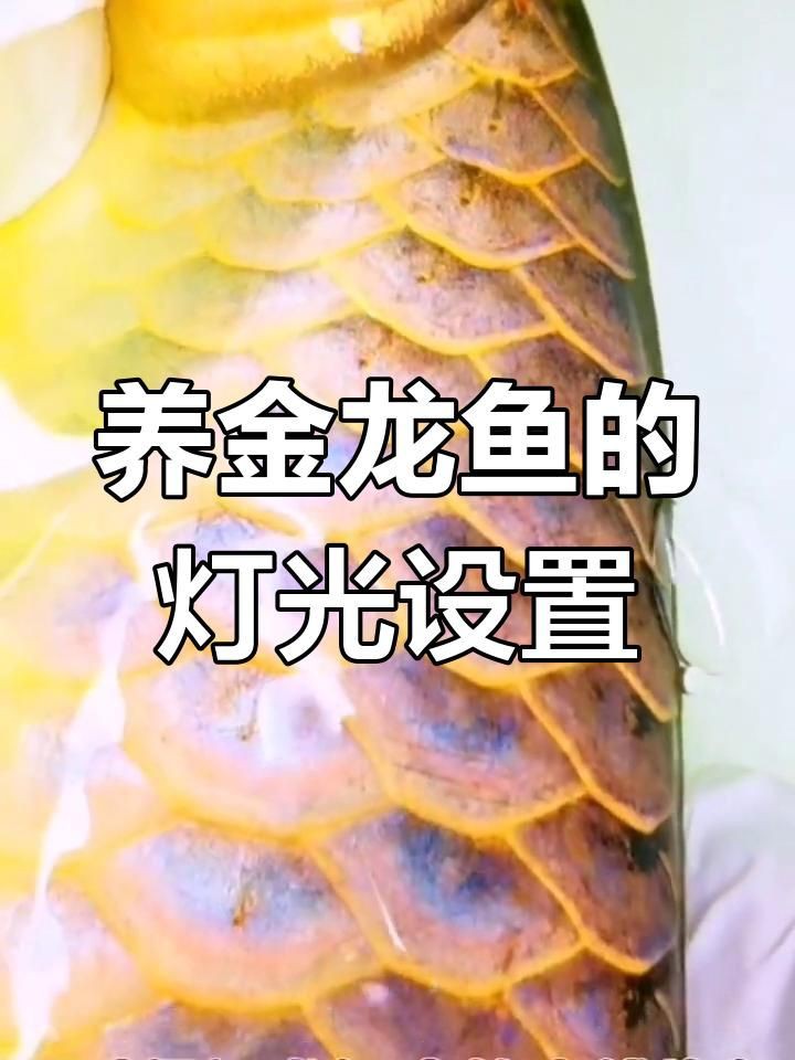 金龍魚用什么燈照比較好 龍魚百科 第7張 金龍魚用什么燈照比較好 金龍魚用什么燈照比較好 龍魚百科 第7張