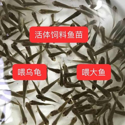 紅龍魚都喂什么東西好 紅龍魚都喂什么東西好 龍魚百科 第10張