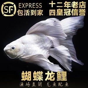 七彩龍魚可以和臺灣蝴蝶鯉魚混養嗎（七彩龍魚與臺灣蝴蝶鯉魚可以混養嗎？）