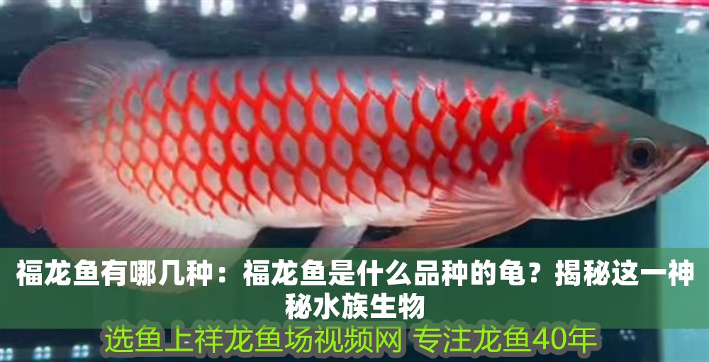 福龍魚有哪幾種：福龍魚是什么品種的龜？揭秘這一神秘水族生物