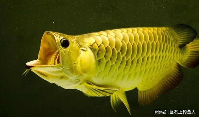 金龍魚吃什么魚苗：金龍魚吃什么魚苗長得快