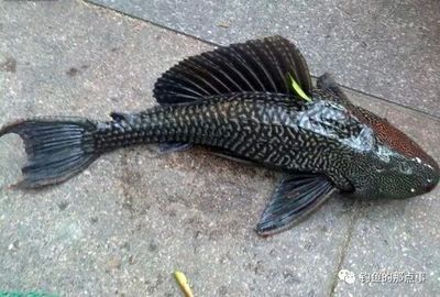 金龍魚吃什么魚苗：金龍魚吃什么魚苗長得快