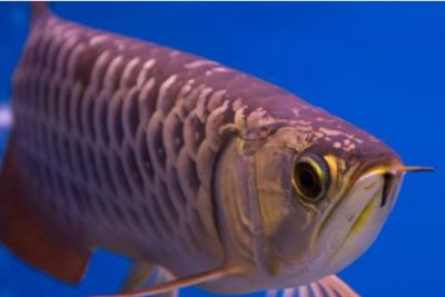 金龍魚吃什么魚苗：金龍魚吃什么魚苗長得快