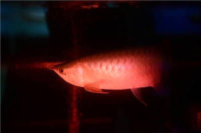 龍魚入新缸要開燈嗎（龍魚入新缸是否需要開燈）