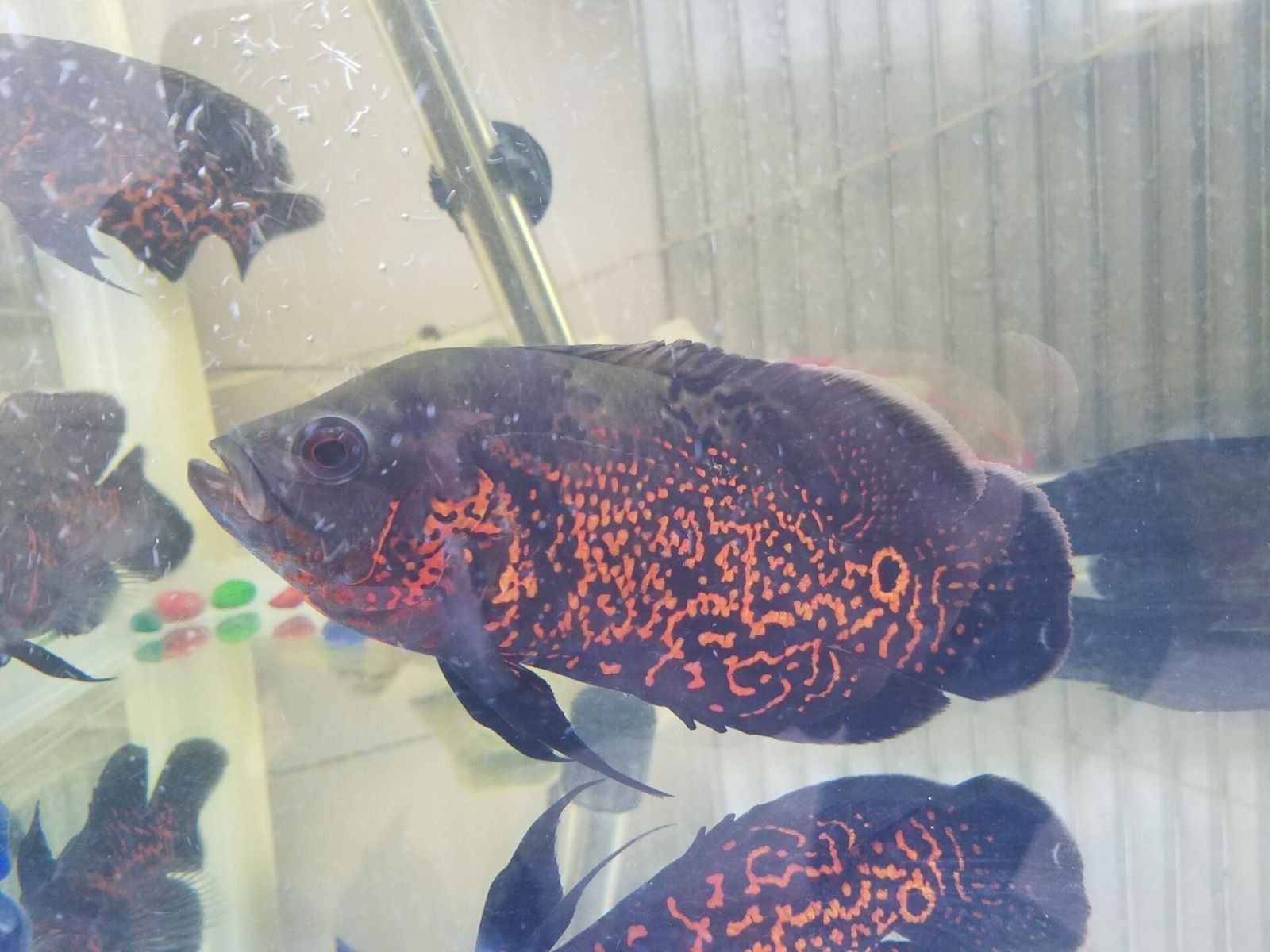 龍魚吃什么小魚：龍魚的飲食習性