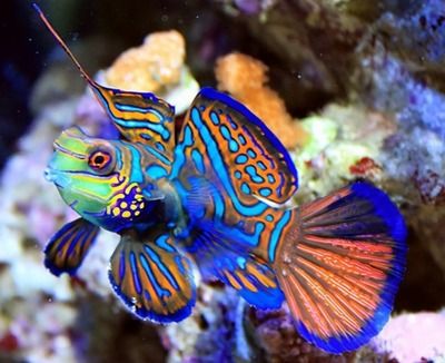 七彩魚和龍魚一起能混養嗎：七彩魚和龍魚可以一起混養嗎？
