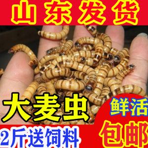 金龍魚身上有蟲子怎么辦:如何處理金龍魚身上的蟲子 龍魚百科 第2張 金龍魚身上有蟲子怎么辦:如何處理金龍魚身上的蟲子 金龍魚身上有蟲子怎么辦:如何處理金龍魚身上的蟲子 龍魚百科 第2張