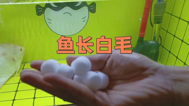 龍魚感染水霉病的癥狀有哪些？