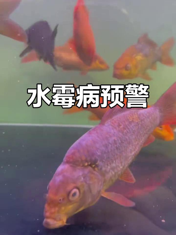 龍魚感染水霉病的癥狀有哪些？