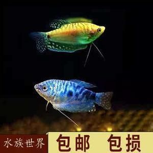 龍魚吃清道夫能消化嗎（龍魚吃清道夫能消化清道夫嗎，）