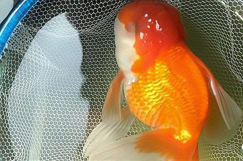 魚眼睛有白膜能自愈嗎