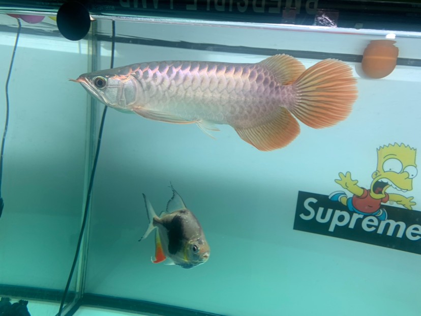 30多公分打頂燈背上出框了側面什么時候出框明顯啊