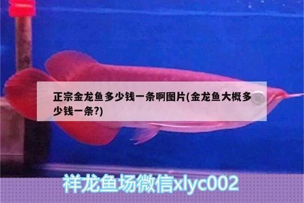 正宗的金龍魚多少錢一條：正宗的金龍魚價格可以從幾百元到幾十萬元不等