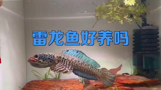 最好養的雷龍魚