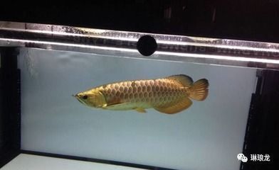 龍魚有病了用什么藥好一點(diǎn)：龍魚疾病治療時(shí)的藥物選擇和使用方法