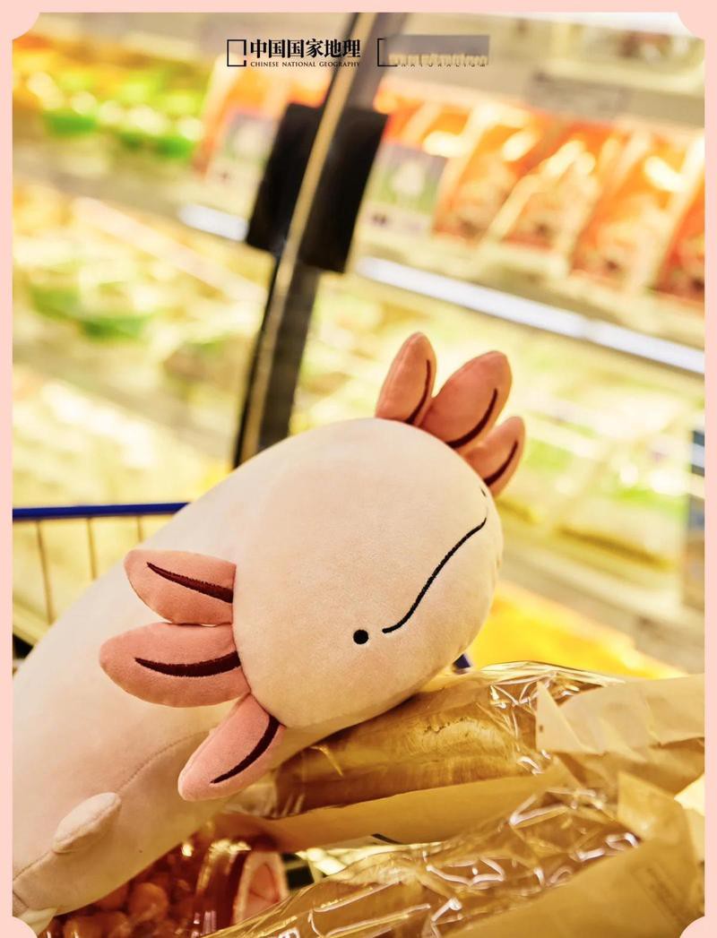 六角恐龍魚為什么有腳