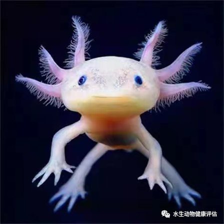 六角恐龍魚為什么有腳
