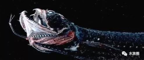 龍魚大戰食人魚：九節龍魚與食人魚互動的相關內容是一些有趣的事實