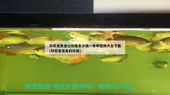 龍魚進口手續多少錢啊（龍魚進口手續的費用）